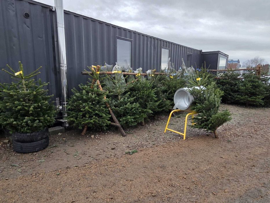 Choinki na święta – duży wybór, super ceny!