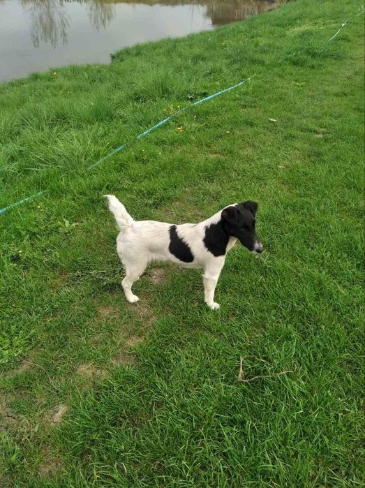 Продам фокстер'єра дівчинка на охоті не була  жила  в квартирі гуляли