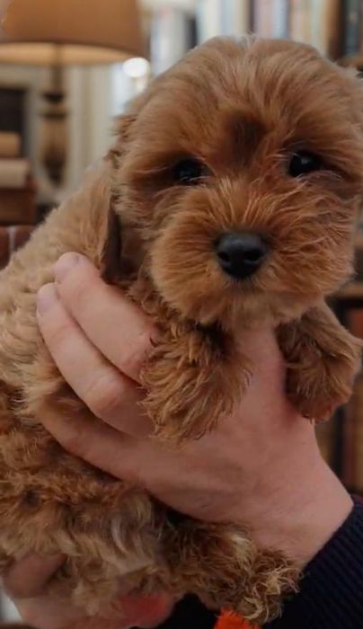 Мальтипу. Мальчик мелкий стандарт.