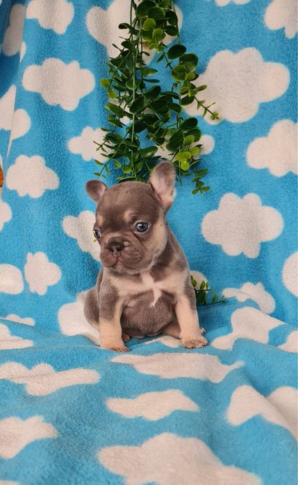 Excelente  blue tan Bulldog/Bouledogue Frances de Qualidade