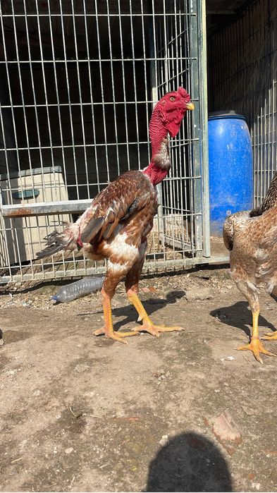 Polaco gigante ovos