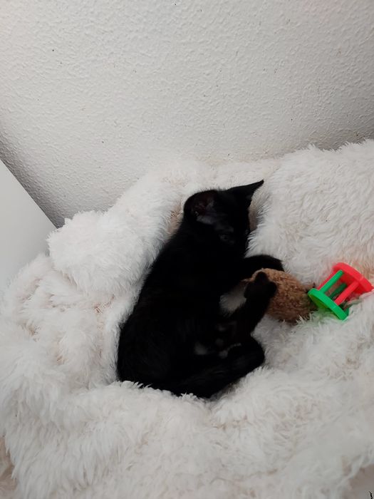 Gatinho bebé para adoção, 2 meses