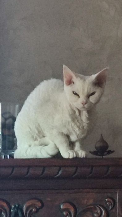 Ksenia devonka pohodowlana