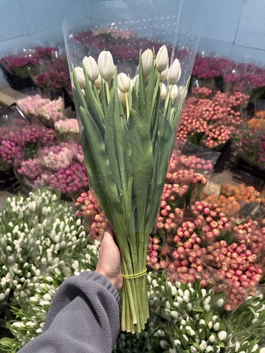 Тепличні тюльпани гурт