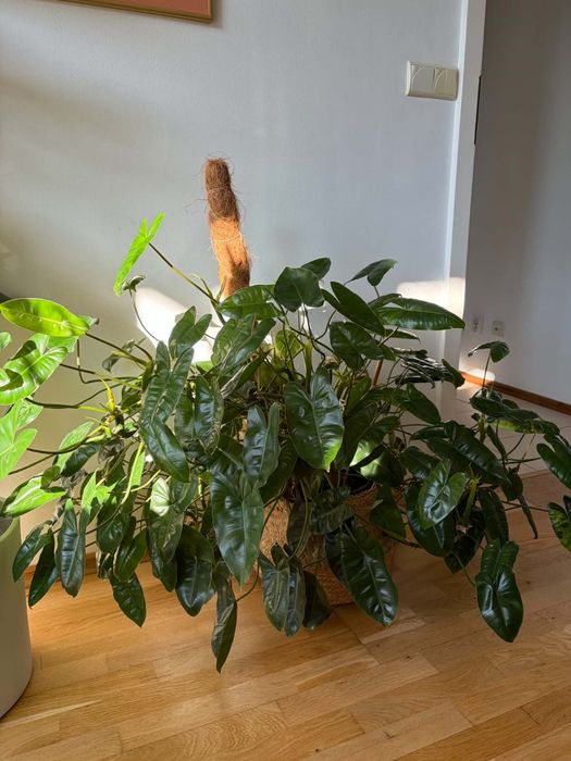 Philodendron Burle Marx Variegata