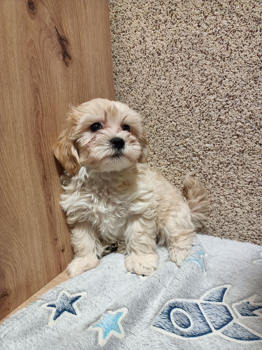 Maltipoo F1 chłopczyk