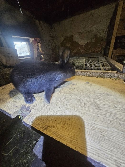 Кролики полтавське срібло. Кролі. Кроли