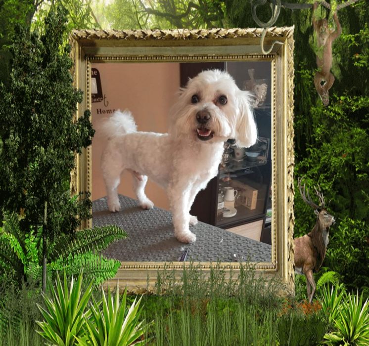 Mobilny psi fryzjer woj.śląskie plus dojazd do klienta SARA.