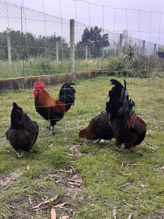 Ovos Marans fecundados férteis para incubação