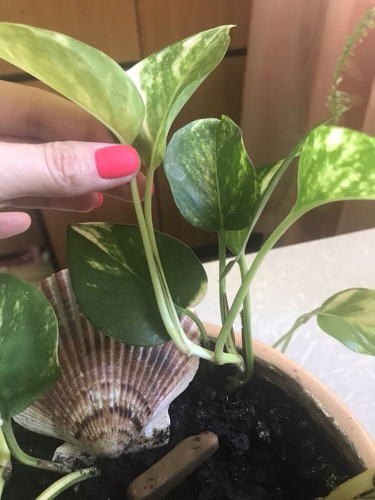 Эпипремнум филодендрон лиана