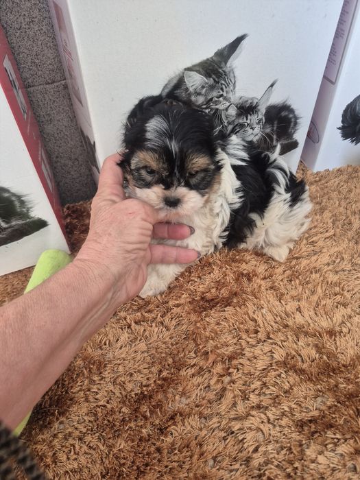 Biewer Terrier Macho Criadora Registada PT3088FL FL