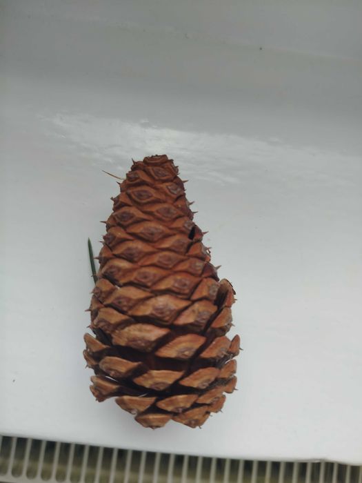 Szyszki z sosny żółtej  różne