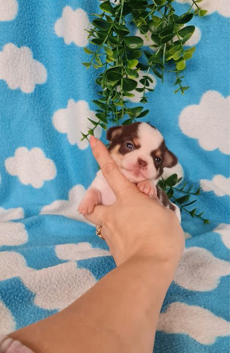 Estupenda mini menina Chihuahua/Chiuaua de Qualidade, Linhagem Russa