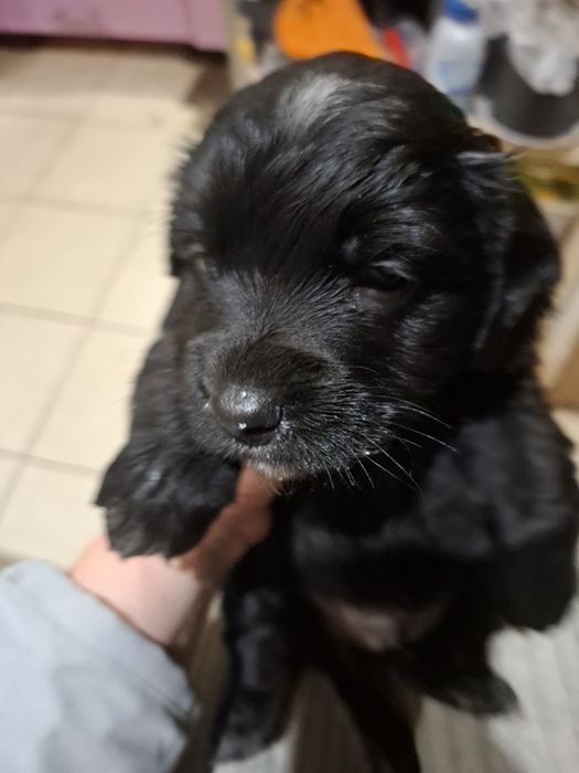 Песики в добрі руки