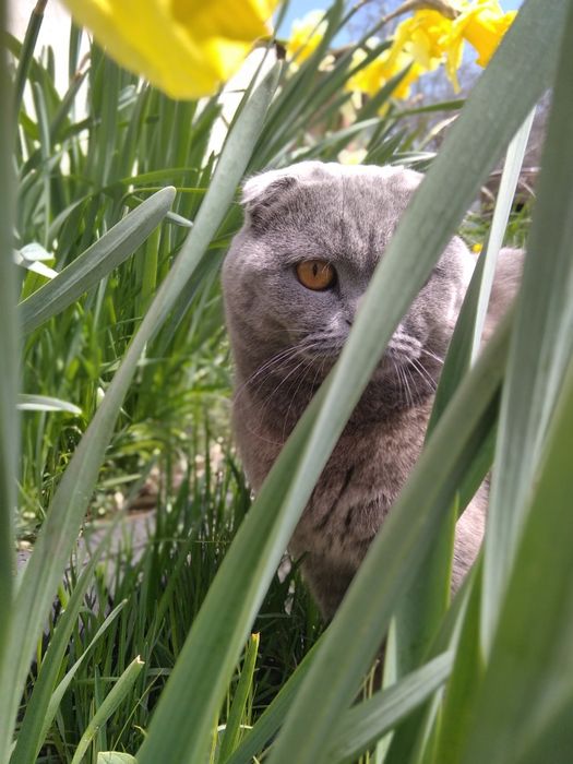 Британський Котик шукає подружку