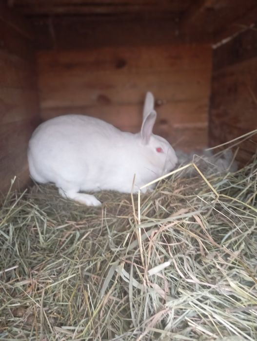 Термондська біла/ термони /кролі термонці/ термонська біла