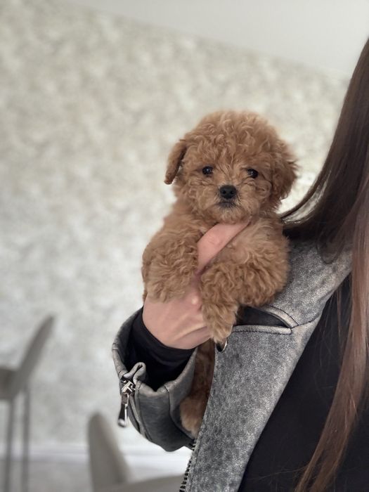 Мальтипу девочка ф2