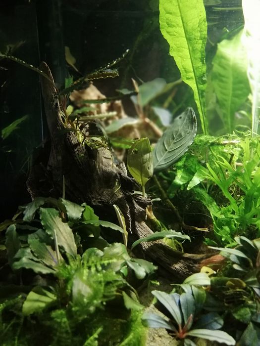 Bucephalandra 5 gatunków