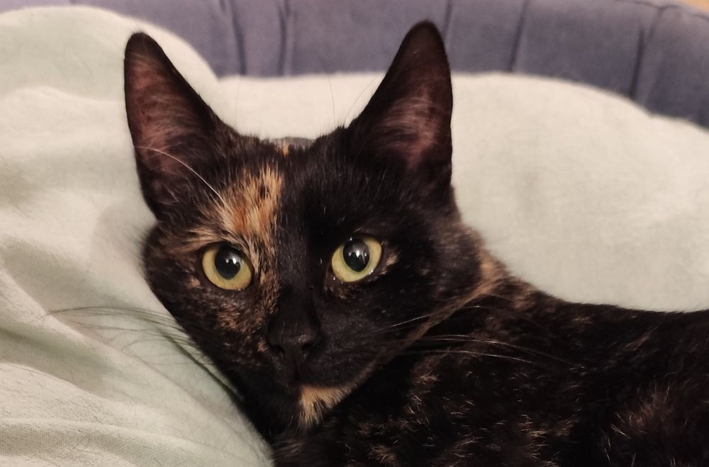 Roczna kotka szuka domu