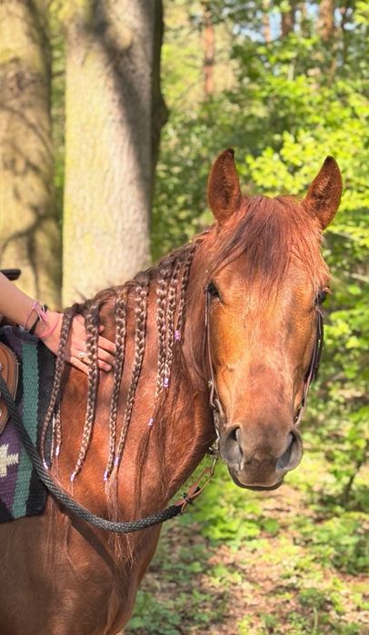 Lekcje jazdy konnej i pensjonat koni