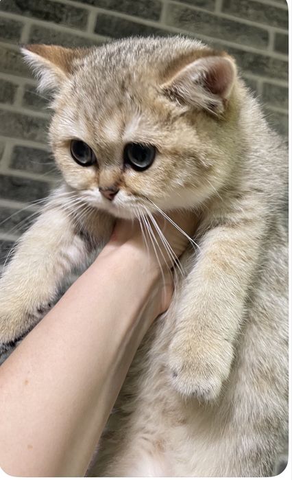 Британские котята кошка кіт кошеня кішечка золота шиншила британські