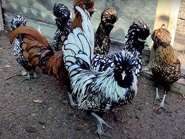 Інкубаційне яйце та курчата,  Падуан: срібло, золото. Птиця.