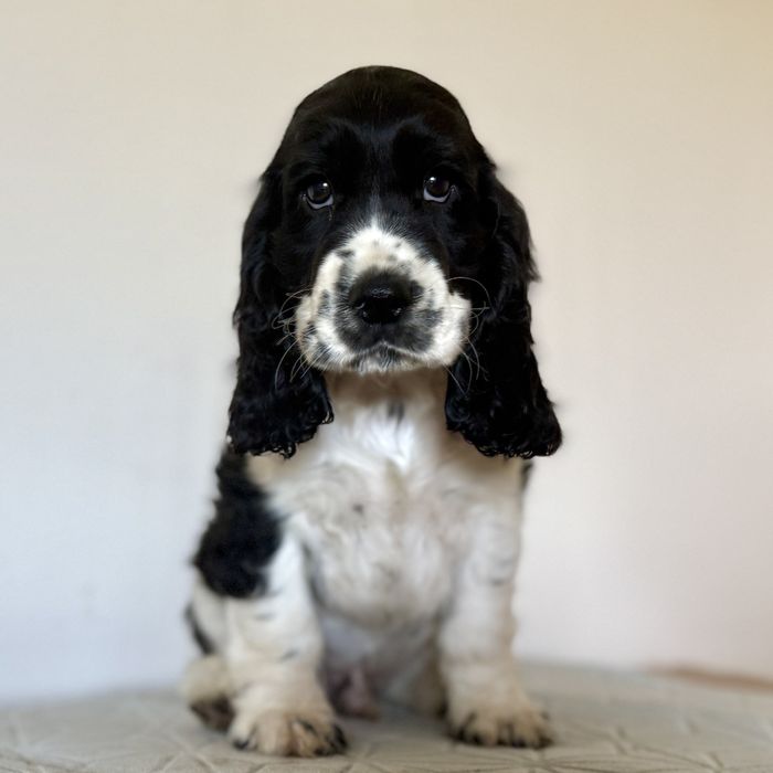 Piesek blue roan cocker spaniel angielski szczeniak do rezerwacji
