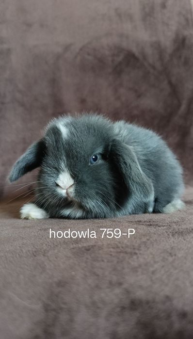 Mini lop króliki karzełek miniaturka baranek hodowla