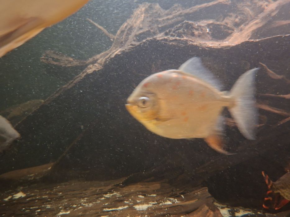 Ryba płaskobok myloplus rubriprinnis