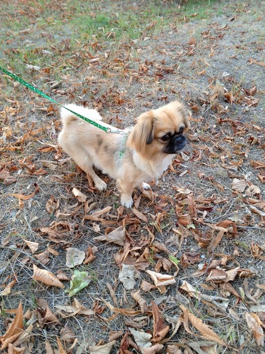 Пекинес невеста ищет парня