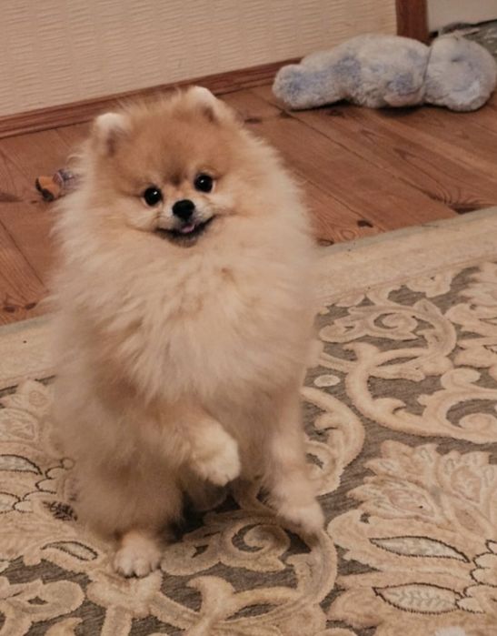 Померанский шпіц