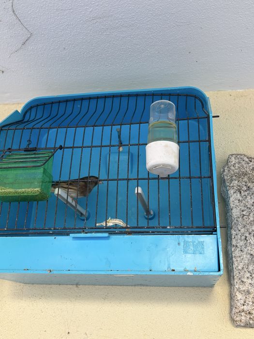Vendo hibridos de pintassilgo
