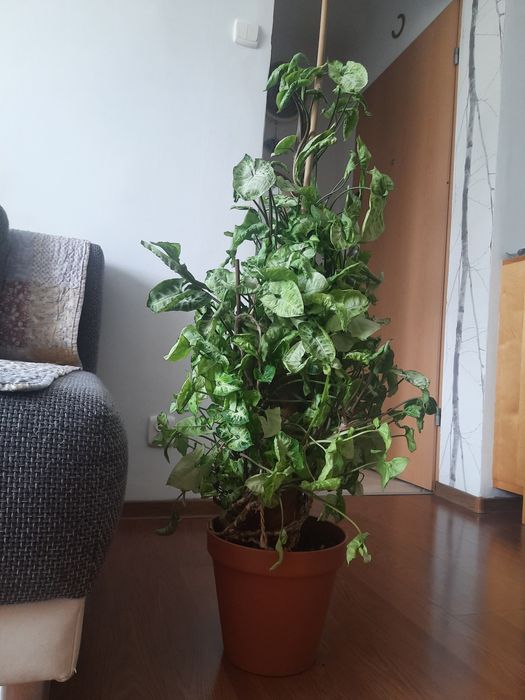 Metrowe syngonium