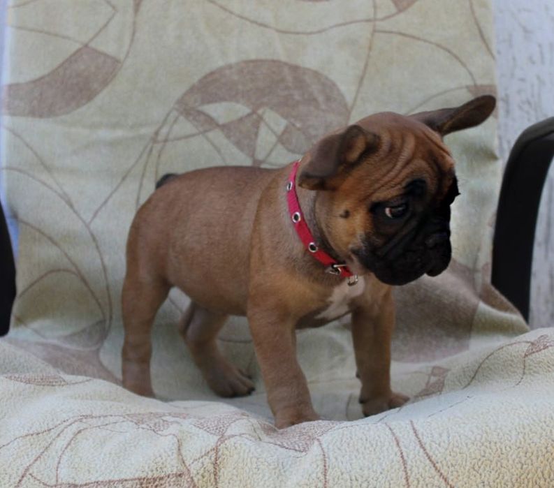 Розкішні французики