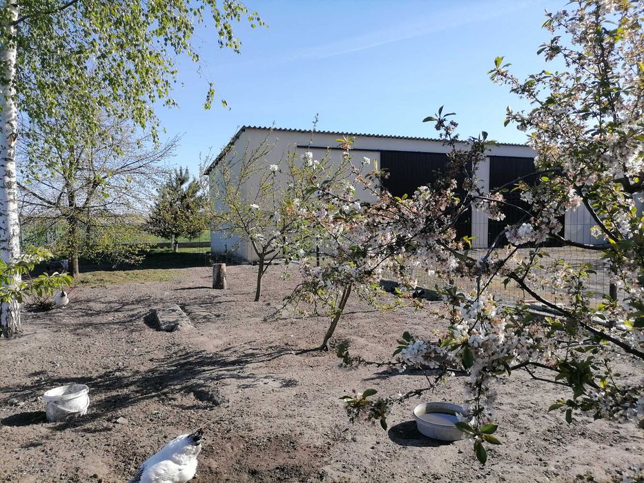 Sprzedam działkę zabudowaną - Widok 5