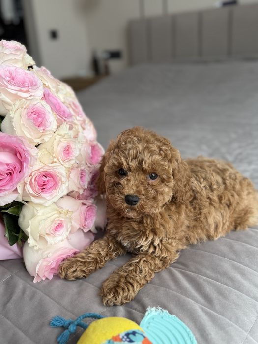 Мальтипу девочка ф2 ред браун