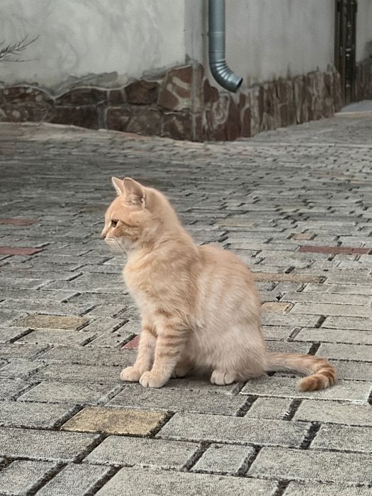Продамо гарних кошенят