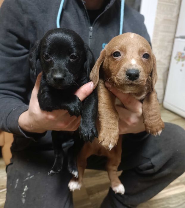 Цуценята такси хлопці