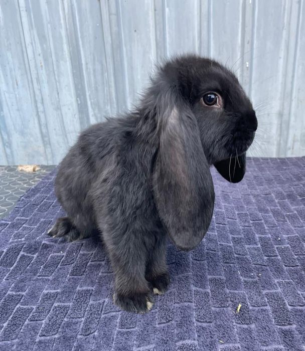 Продаются породистые  кролики