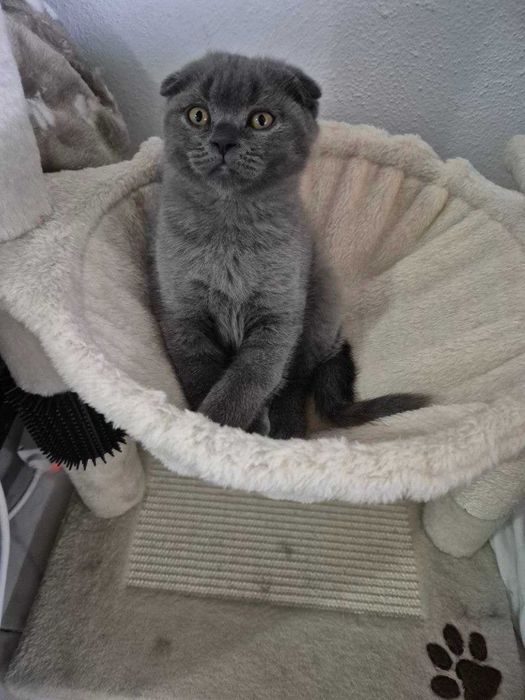 Gatinho Scotish Fold