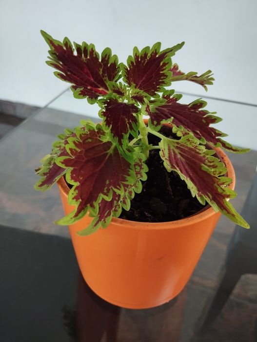 Solenostemon pokrzywa ozdobna