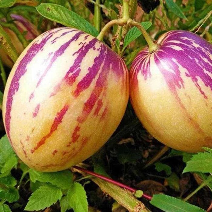 Насіння соковитого пепіно сорту "Женьшень", 20 штук