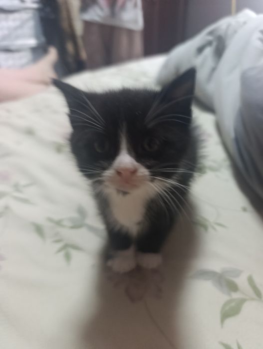 Віддам котика безкоштовно хлопчик