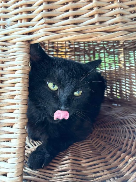 Kot Węgielek czeka na dom w schronisku