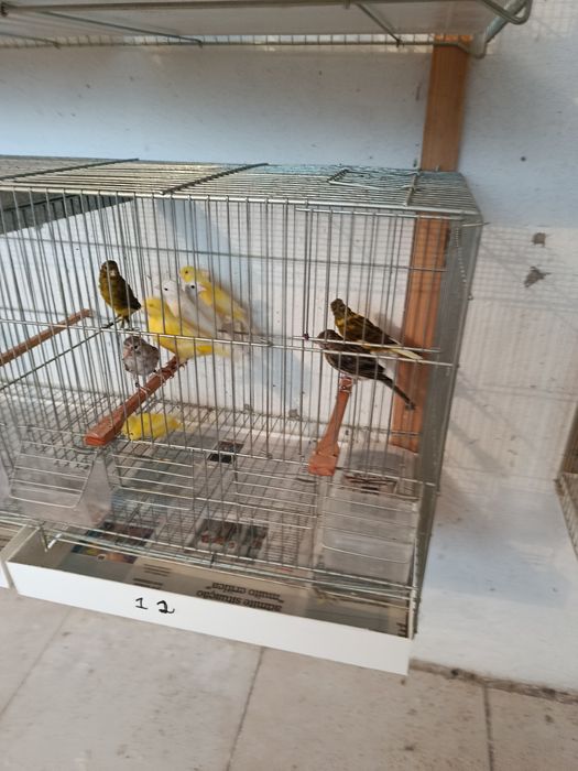 Vendo canário timbrados espanhóis
