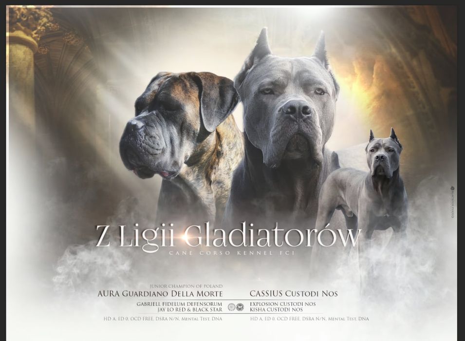 Cane  Corso Italiano-    samiec  FCi / ZkwP