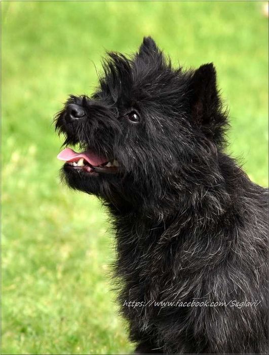 Cairn Terrier - rodowodowy (ZKwP/FCI) piesek