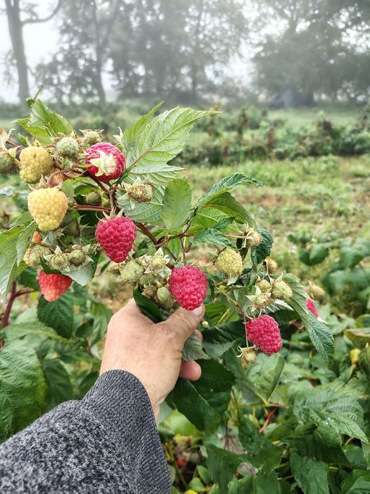 Sadzonki maliny jesiennej wczesne odmiany