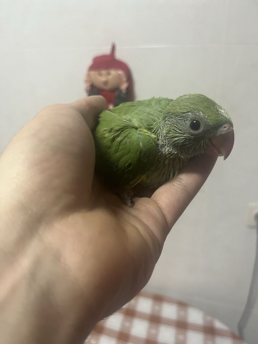 Varias aves dimesticadas  reserve ja!!