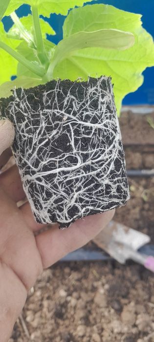 Приймаю замовлення на розсаду